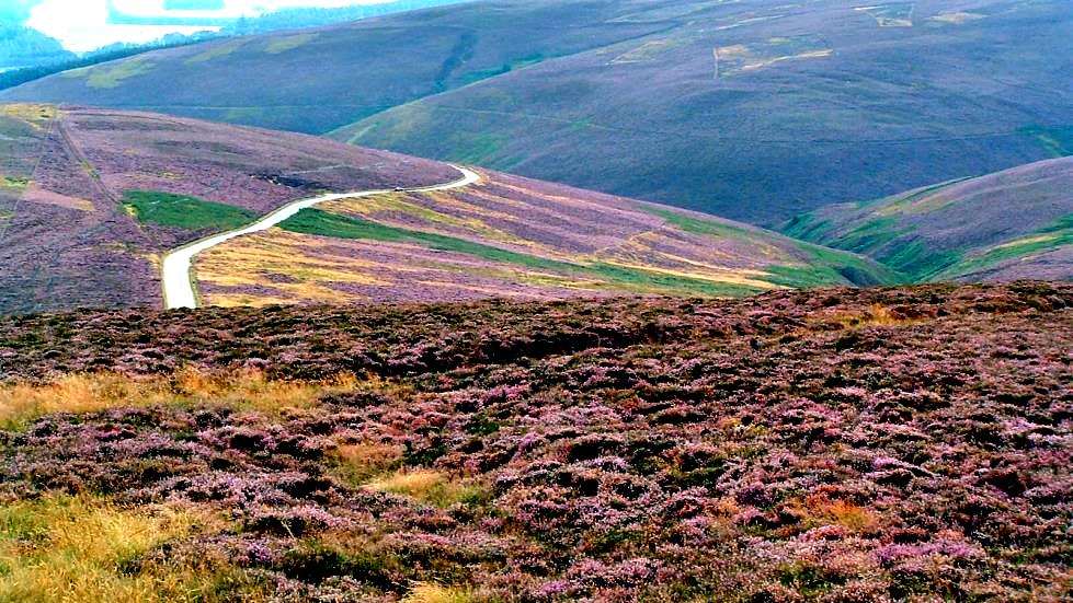 Somewhere in the Cairngorm Mountains, Barry pulled to the side of the road and opened the doors. As I stepped off the coach I was struck by an aroma that I would later describe as "...the aroma of honey served by the Hand of God..."